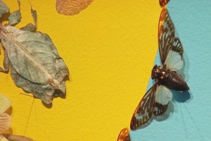 Theresa Chong/MEDILL The artwork interweaves blue cicadas from Thailand