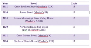 Chart produced by Theresa Chong/MEDILL. Chart information from the University of Illinois Extension, "Cicadas in Illinois" http://web.extension.illinois.edu/cicadas/13or17year.html   Emergence schedule of cicadas.