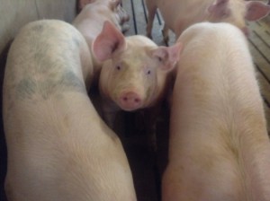 Abigail Thorpe/Medill A young pig begs for attention during a tour at Todd Dail's family farm in Erie, Ill.